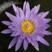 Free Meditations